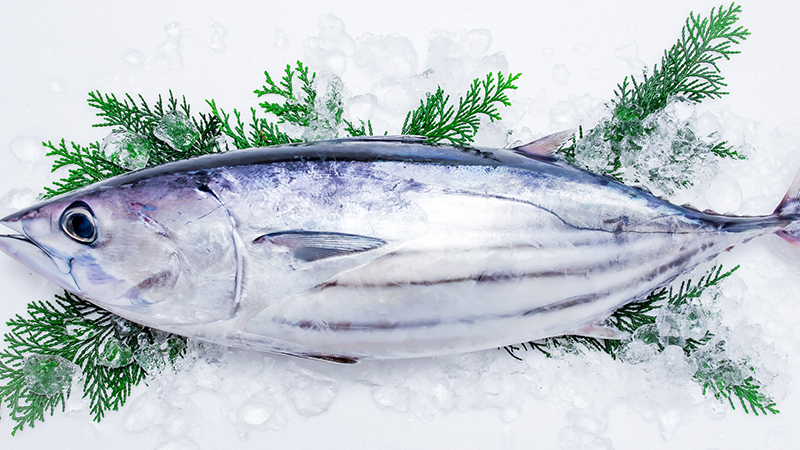 市場 冷凍カツオのはらわた 内臓 肉食 海上釣堀りエサ 150g×5袋 大型魚 鰹 熱帯魚 天然 カメ用 750g かつお